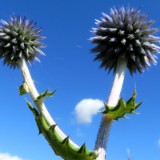 2007H 029 Kugeldistel